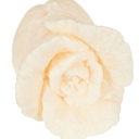 diszgyertya-kremszin-rozsa-rozsa-illattal-11-cm-rose-dead-42321-h11-00-cm-w7-00-cm-7-00-cm-1.jpg