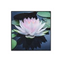 Falikép 30x30 cm, tavirózsa - NENUPHAR