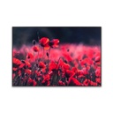 Falikép 40x60 cm, pipacsmező - CLIN D'OEUIL