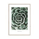Keretezett falikép, kövirózsa, 50x70 cm, zöld - SUCCULENT