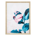 Keretezett falikép, ficus elastica, 60x80 cm, rózsaszín-zöld - FICUS