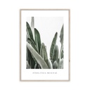 Keretezett falikép, levelek, 50x70 cm, zöld - LES FEUILLES