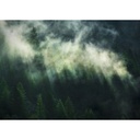Ködös fenyőerdőt ábrázoló tapéta, 350x250 cm, fenyőzöld - NATURE SAUVAGE