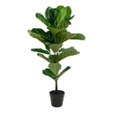 Műnövény, lantlevelű fikusz, 100 cm - FICUS
