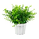 Műnövény kaspóval, kerekded levelű, 22 cm - BROUSSAILLE