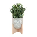 Műnövény, lándzsás levelű, feliratos kaspóval ás állvánnyal, 37 cm - MESSAGE