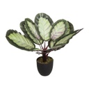 Műnövény, zebralevél, 57 cm - ZEBRALE