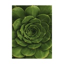 Vászon falikép, agave, 60x80 cm, zöld - AGAVE