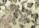 Levélmintás tapéta, vintage hatású, 350x250 cm, zöld - barna - NUANCE